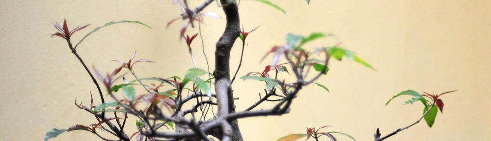 Marc Harris CPA – Offshore Tax Advise for Entrepreneurs & Freedom Lovers